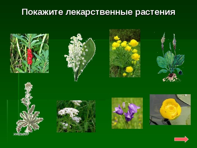 Покажите лекарственные растения 