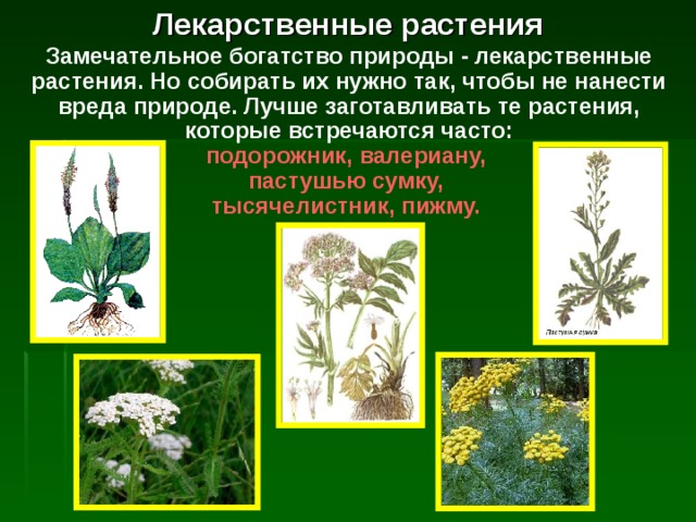Лекарственные растения Замечательное богатство природы - лекарственные растения. Но собирать их нужно так, чтобы не нанести вреда природе. Лучше заготавливать те растения, которые встречаются часто:  подорожник, валериану,  пастушью сумку,  тысячелистник,  пижму.  