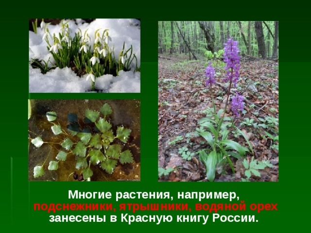 Многие растения, например,  подснежники, ятрышники, водяной орех занесены в Красную книгу России. 
