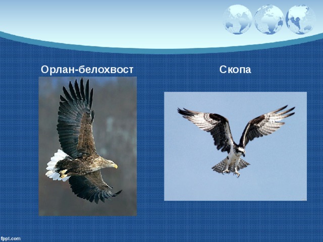 Орлан-белохвост Скопа 