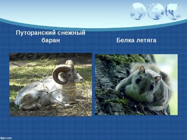 Путоранский снежный баран Белка летяга 