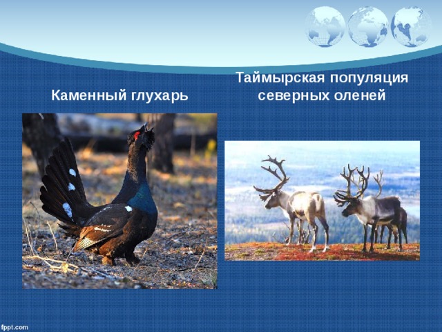 Каменный глухарь Таймырская популяция северных оленей 