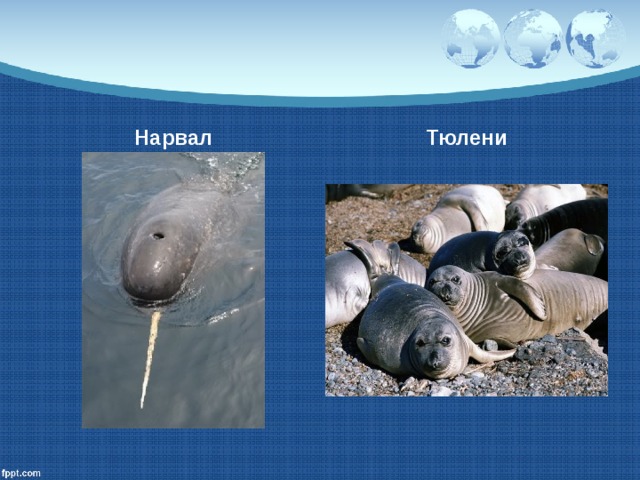 Нарвал Тюлени 