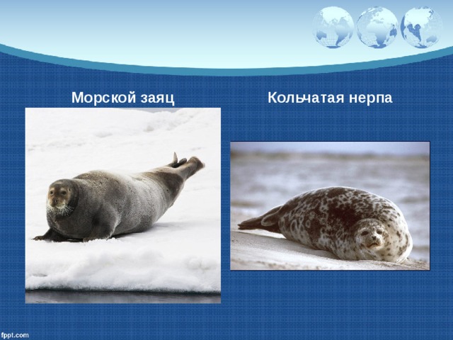 Морской заяц Кольчатая нерпа 