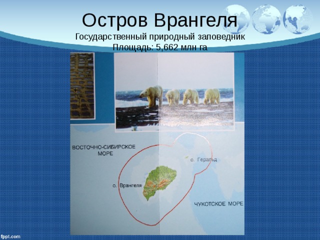 Остров Врангеля  Государственный природный заповедник  Площадь: 5,662 млн га 