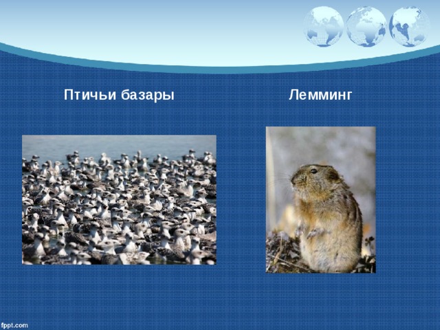 Птичьи базары Лемминг 
