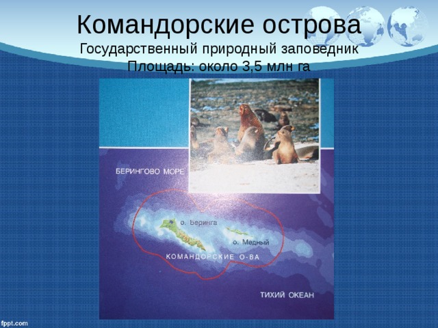 Командорские острова  Государственный природный заповедник  Площадь: около 3,5 млн га 