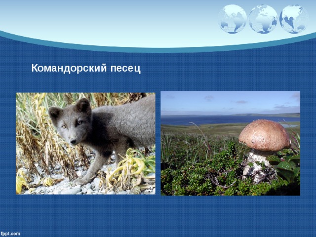 Командорский песец 