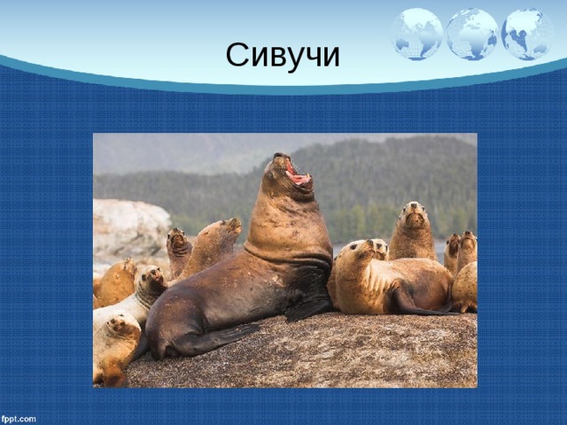 Сивучи 