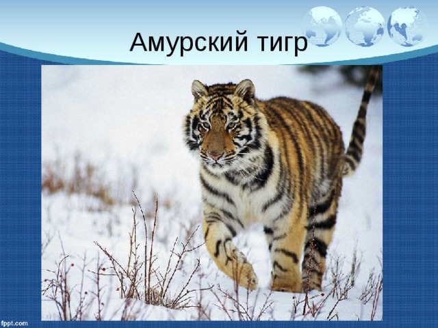 Амурский тигр 