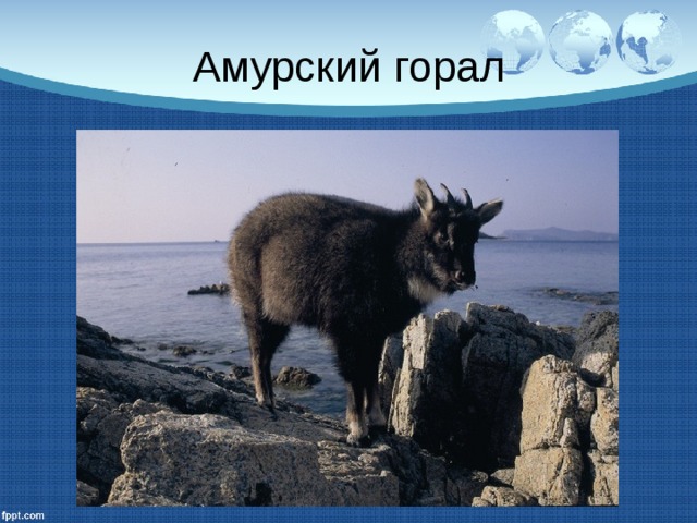 Амурский горал 