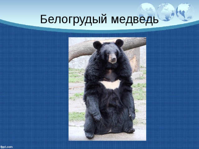 Белогрудый медведь 