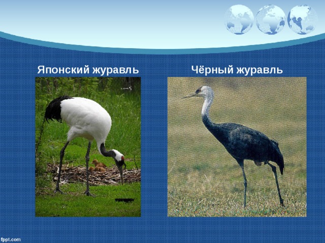 Японский журавль Чёрный журавль 