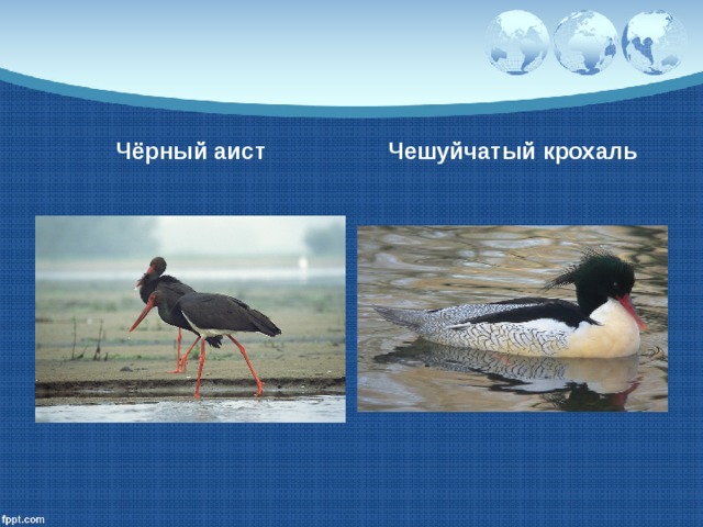 Чёрный аист Чешуйчатый крохаль 