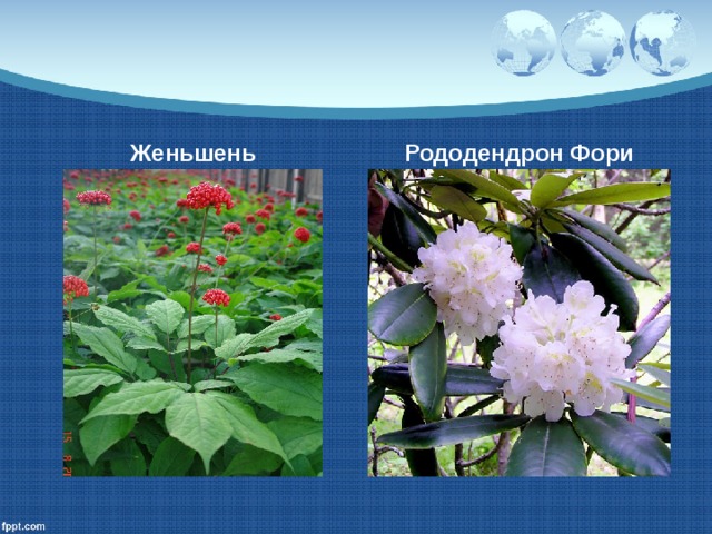 Женьшень Рододендрон Фори 