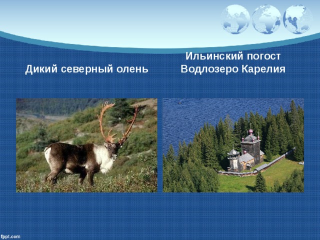 Дикий северный олень Ильинский погост Водлозеро Карелия 