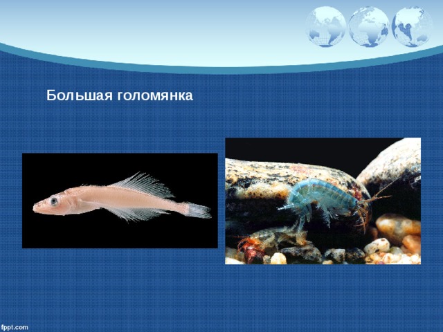 Большая голомянка 