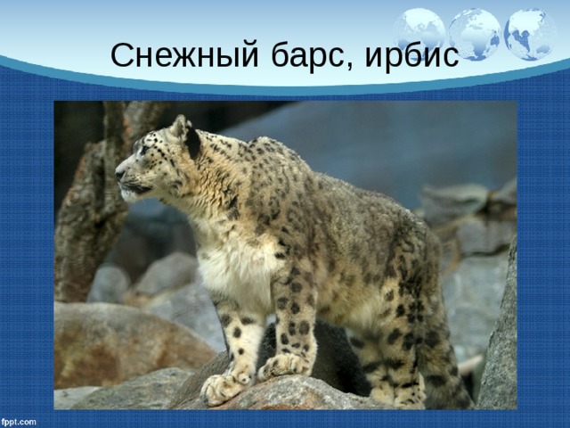 Снежный барс, ирбис 