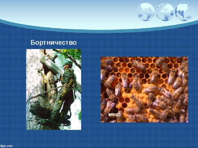 Бортничество 