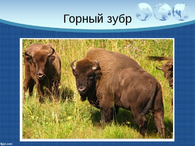 Горный зубр 