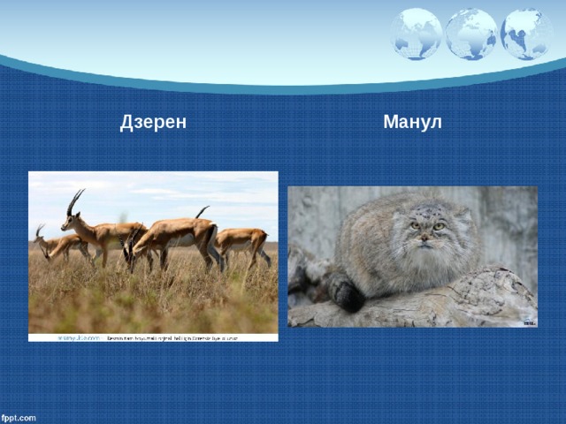 Дзерен Манул 