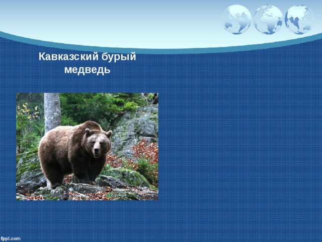 Кавказский бурый медведь 