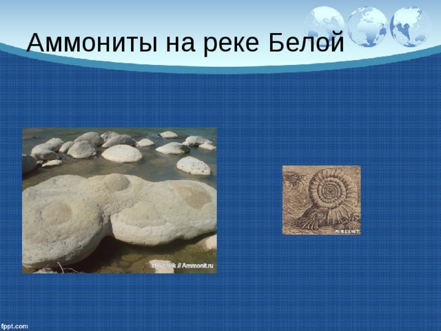 Аммониты на реке Белой 