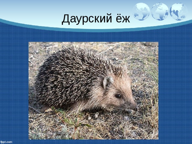 Даурский ёж 
