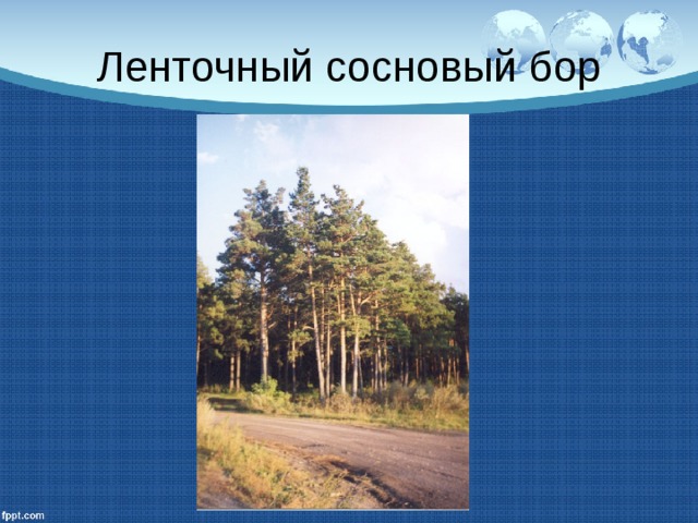 Ленточный сосновый бор 