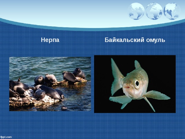 Нерпа Байкальский омуль 