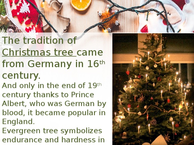 The tradition of Christmas tree came from Germany in 16 th century. And only in the end of 19 th century thanks to Prince Albert, who was German by blood, it became popular in England. Evergreen tree symbolizes endurance and hardness in the face of danger. 