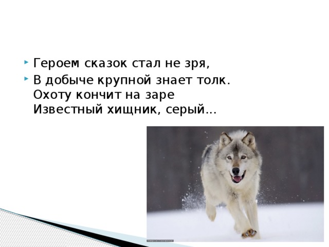 Героем сказок стал не зря, В добыче крупной знает толк.  Охоту кончит на заре  Известный хищник, серый... 