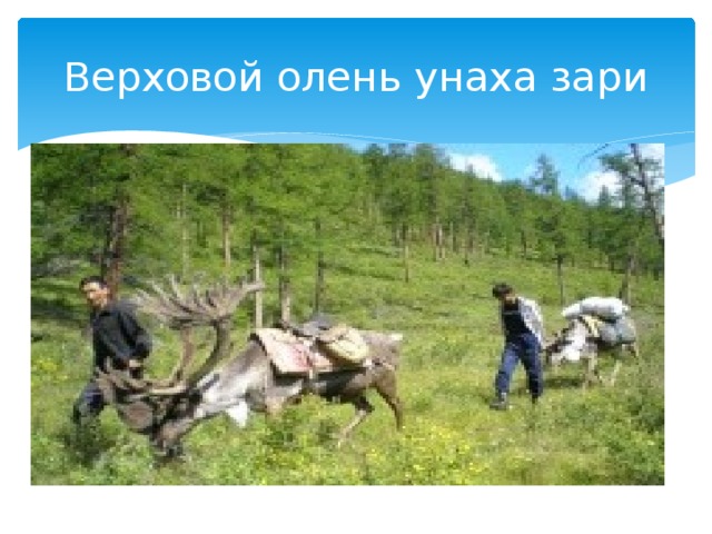 Верховой олень унаха зари 