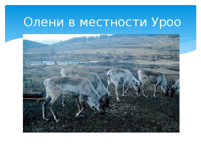  Олени в местности Уроо 