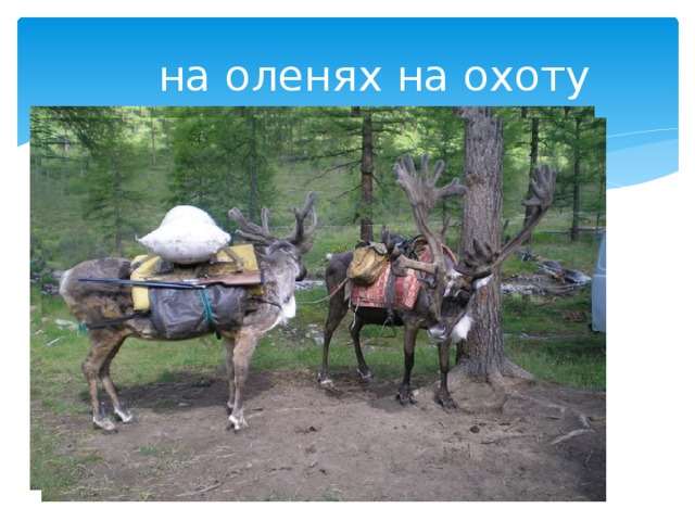  на оленях на охоту 