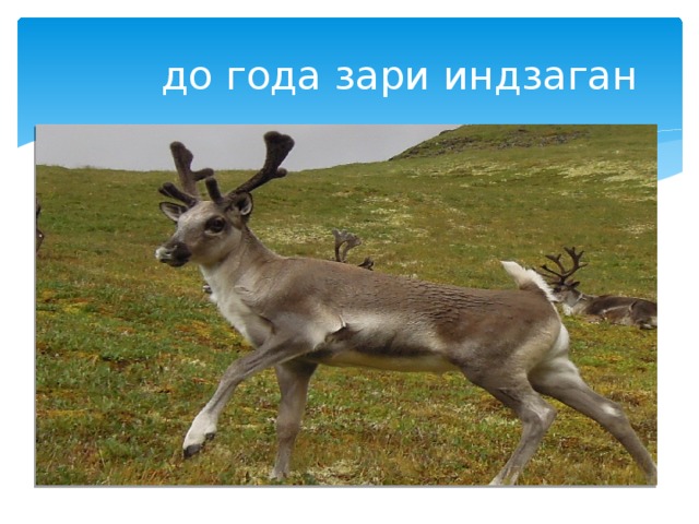 до года зари индзаган 