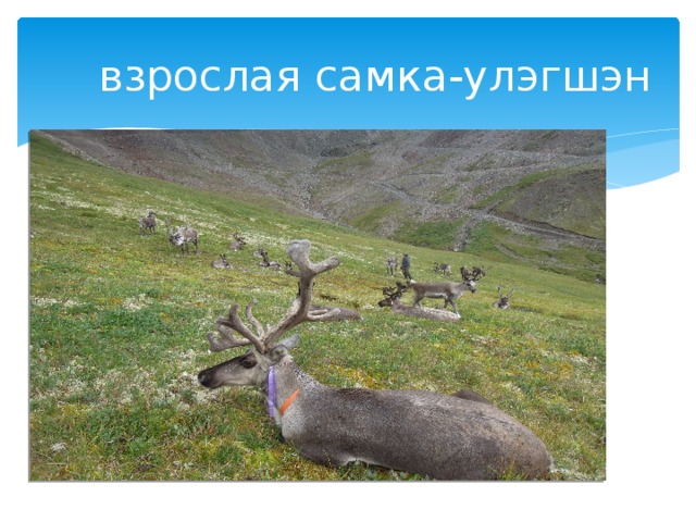  взрослая самка-yлэгшэн 