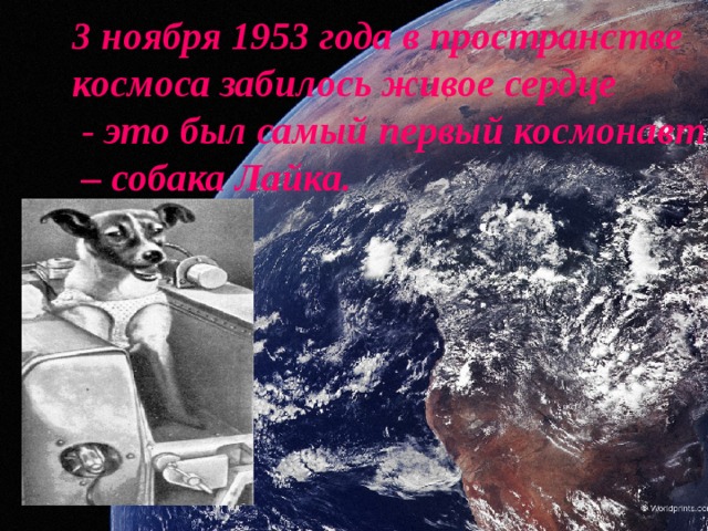 3 ноября 1953 года в пространстве космоса забилось живое сердце  - это был самый первый космонавт – собака Лайка.    