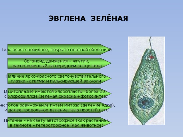 ЭВГЛЕНА ЗЕЛЁНАЯ Тело веретеновидное, покрыто плотной оболочкой Органоид движения – жгутик,  расположенный на переднем конце тела Наличие ярко-красного светочувствительного глазка - стигмы и пульсирующей вакуоли В цитоплазме имеются хлоропласты (более 20), с хлорофиллом (зеленая окраска +фотосинтез) Бесполое размножение путем митоза (деление ядра),  и далее продольное деление тела простейшего Питание – на свету автотрофное (как растение),  в темноте – гетеротрофное (как животное)  