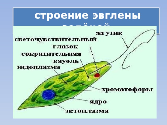  строение эвглены зелёной 