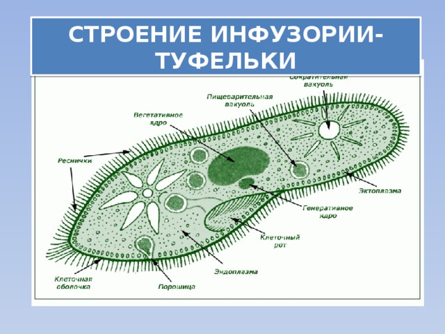 СТРОЕНИЕ ИНФУЗОРИИ-ТУФЕЛЬКИ 
