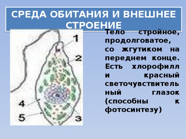 СРЕДА ОБИТАНИЯ И ВНЕШНЕЕ СТРОЕНИЕ Тело стройное, продолговатое, со жгутиком на переднем конце. Есть хлорофилл и красный светочувствительный глазок (способны к фотосинтезу) 