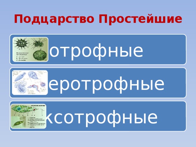 Подцарство Простейшие Автотрофные Гетеротрофные Миксотрофные 
