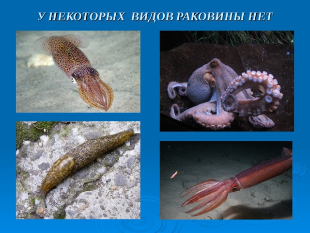 У НЕКОТОРЫХ ВИДОВ РАКОВИНЫ НЕТ 