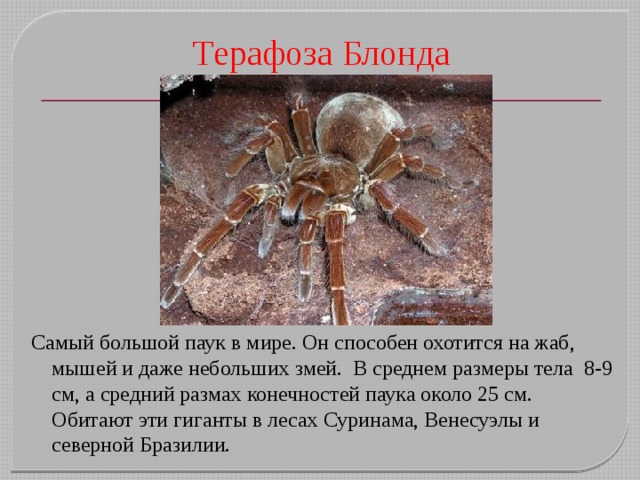 Терафоза Блонда Самый большой паук в мире. Он способен охотится на жаб, мышей и даже небольших змей.  В среднем размеры тела 8-9 см, а средний размах конечностей паука около 25 см. Обитают эти гиганты в лесах Суринама, Венесуэлы и северной Бразилии.  