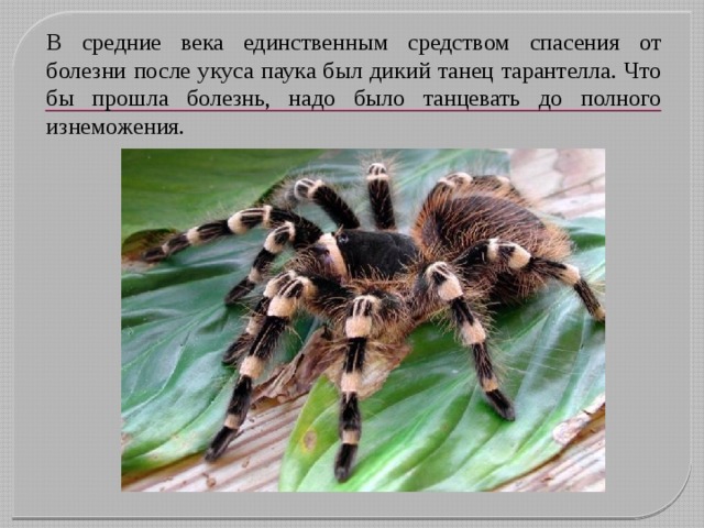 В средние века единственным средством спасения от болезни после укуса паука был дикий танец тарантелла. Что бы прошла болезнь, надо было танцевать до полного изнеможения.   