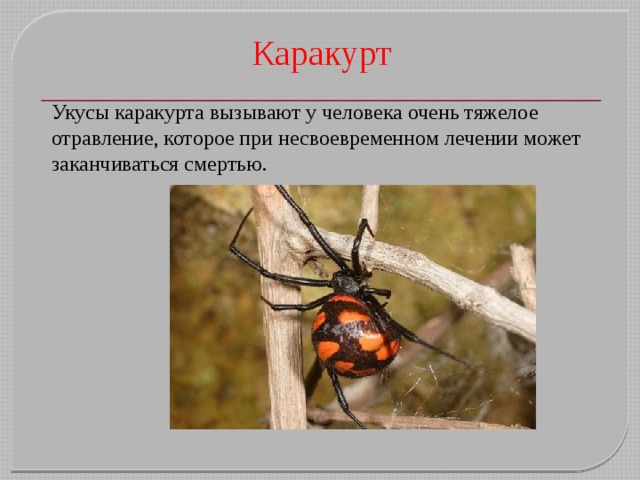Каракурт Укусы каракурта вызывают у человека очень тяжелое отравление, которое при несвоевременном лечении может заканчиваться смертью. 