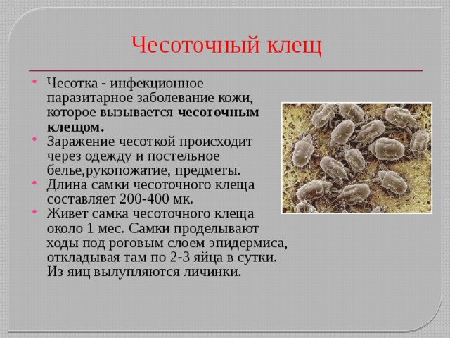 Чесоточный клещ Чесотка - инфекционное паразитарное заболевание кожи, которое вызывается чесоточным клещом.  Заражение чесоткой происходит через одежду и постельное белье,рукопожатие, предметы. Длина самки чесоточного клеща составляет 200-400 мк. Живет самка чесоточного клеща около 1 мес. Самки проделывают ходы под роговым слоем эпидермиса, откладывая там по 2-3 яйца в сутки. Из яиц вылупляются личинки. 