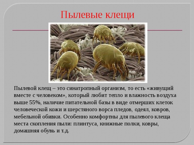 Пылевые клещи Пылевой клещ – это синатропный организм, то есть «живущий вместе с человеком», который любит тепло и влажность воздуха выше 55%, наличие питательной базы в виде отмерших клеток человеческой кожи и шерстяного ворса пледов, одеял, ковров, мебельной обивки. Особенно комфортны для пылевого клеща места скопления пыли: плинтуса, книжные полки, ковры, домашняя обувь и т.д. 