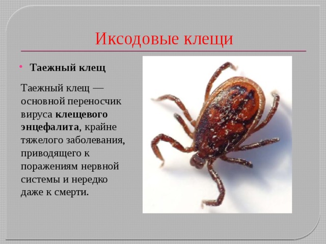 Иксодовые клещи Таежный клещ Таежный клещ — основной переносчик вируса клещевого энцефалита , крайне тяжелого заболевания, приводящего к поражениям нервной системы и нередко даже к смерти.   